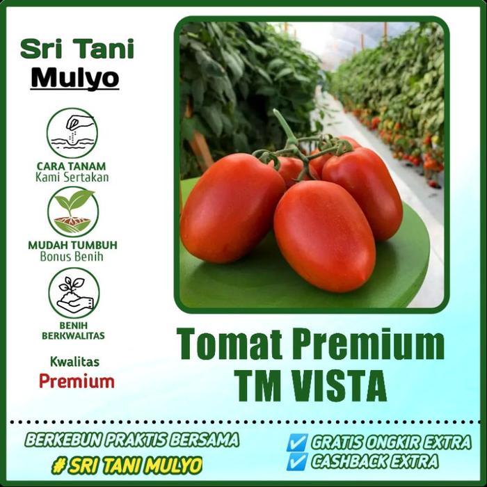 Sale Terlaris 20 Biji - Benih Tomat Buah Tm Vista Buah Lebat Daging Tebal, Bibit Sayuran, Benih