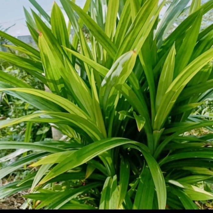 "New" Pupuk Asam Humat 1 Kg Pembenah Tanah Untuk Semua Tanaman Padi Cabai Buah Bunga Memperbaiki