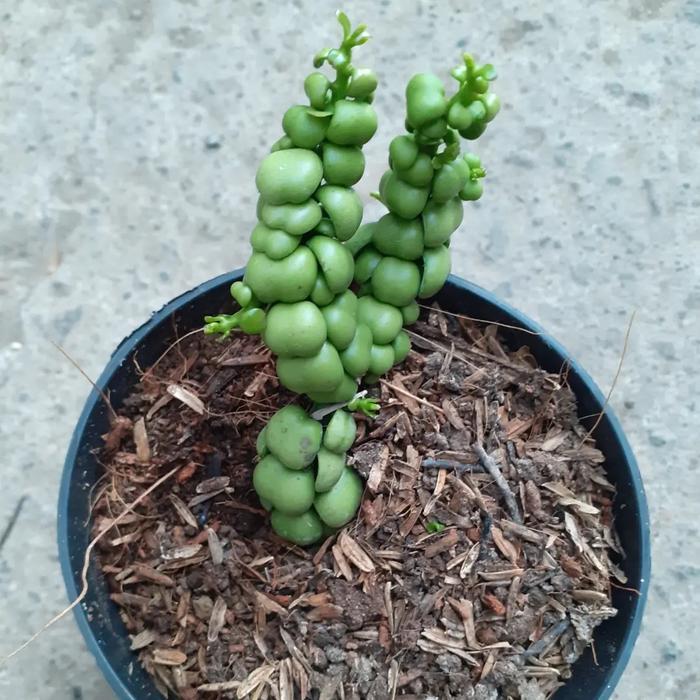 ASLI Diidia Dragon Jade / Diidia Nummularia READY STOCK