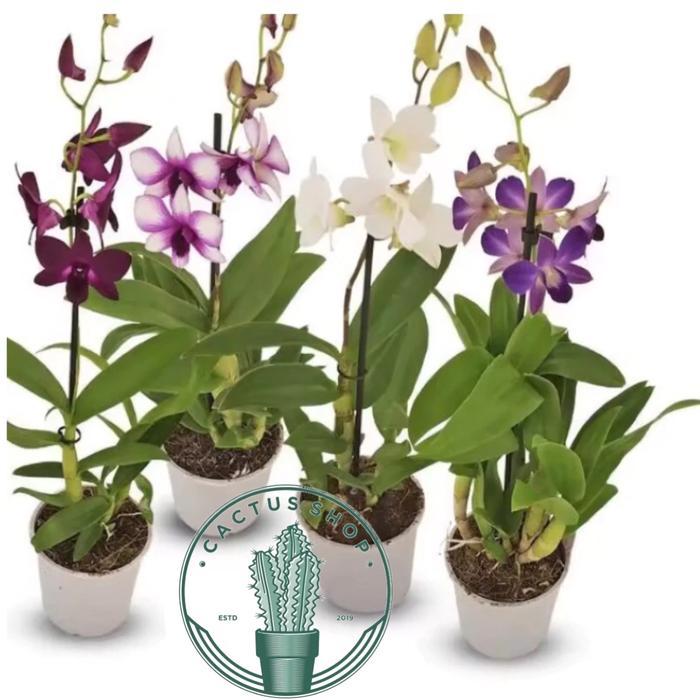 PROMO ANGGREK DENDROBIUM / TANAMAN HIDUP ANGGREK DENDROBIUM BUNGA HIDUP ANGGREK DENDROBIUM / ANGGREK
