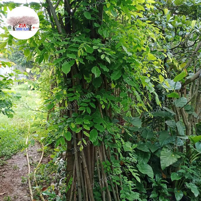 POHON PENEDUH ANGSANA TINGGI 2METER