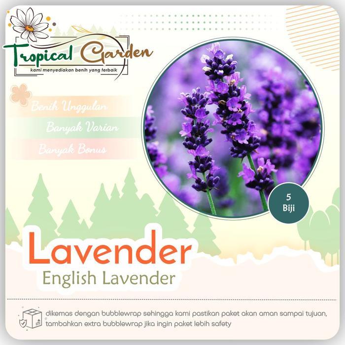 Benih Bunga Lavender Benih Lavender Import