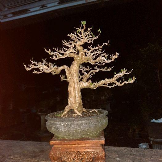 bonsai waru lokal realpict