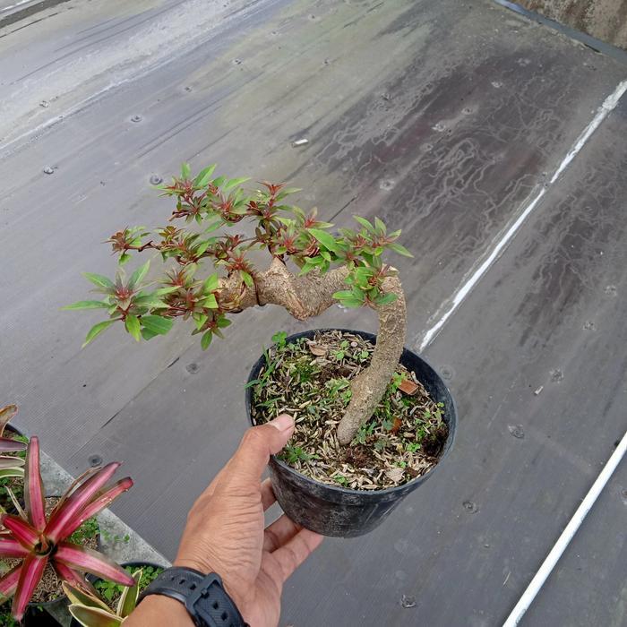 bonsai pusaka gaya unik