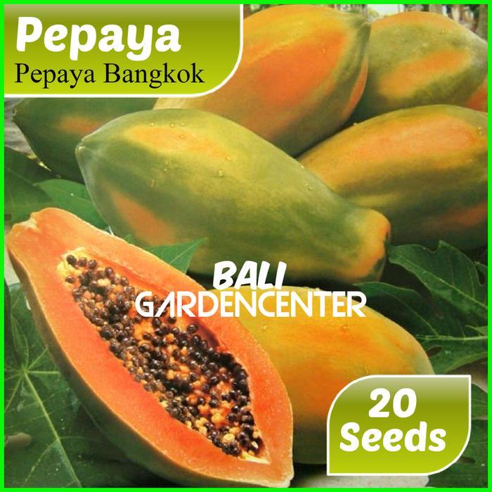 BENIH BIJI PEPAYA BANGKOK - PEPAYA BANGKOK UNGGUL