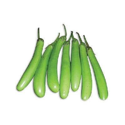 isi 20 Benih Biji Bibit Lokal Unggu Terong Hijau -- grosir