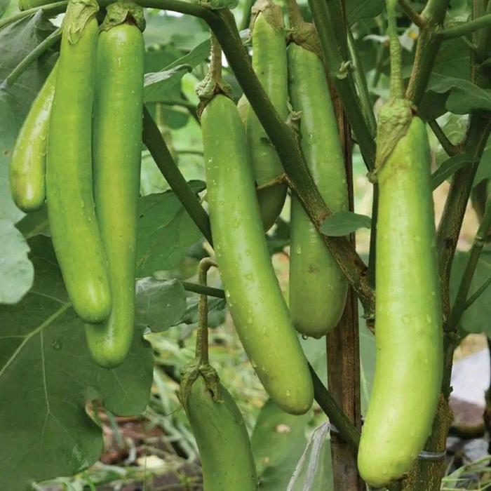 Sale Terlaris Stm Bibit Sayuran Terong Hibrida Benih Tanaman Sayur Unggul Terong Lalap Ungu Hijau