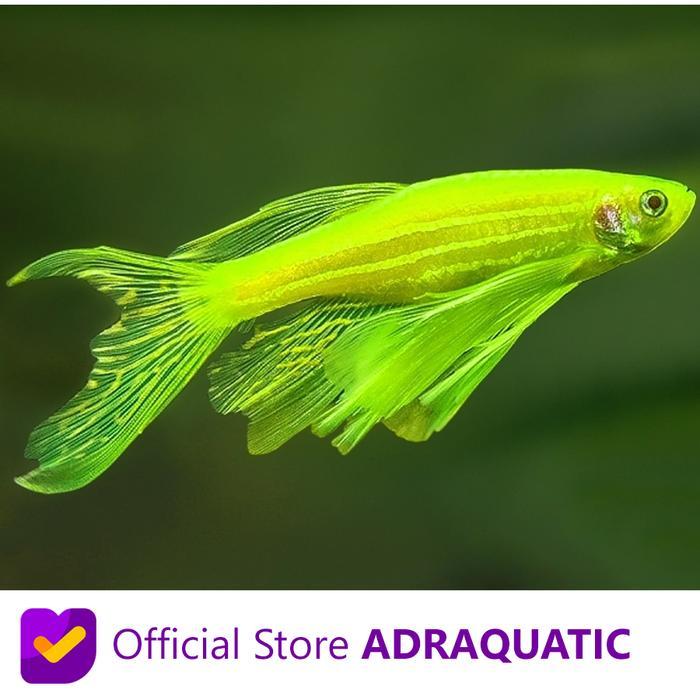 Sale Terlaris Ikan Hias Green Danio Slayer Air Tawar