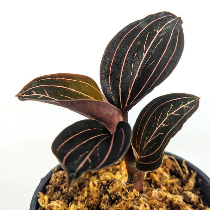 Habitart - Jawel Orchid Ludisia Discolor Tanaman Hias Terrarium / Paludarium / Vivarium