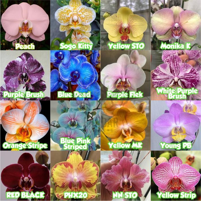 SEEDLING ANGGREK BULAN IMPORT CLONING UMUR 3-4 BULAN