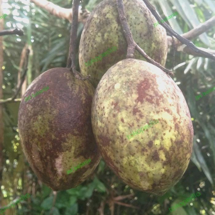 Buah bacang muda