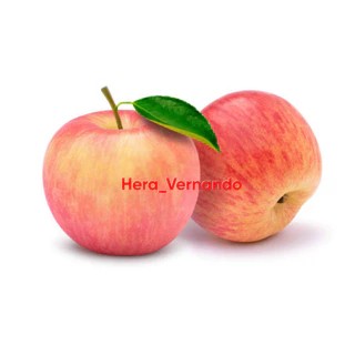 Bibit Apel Fuji Cangkok Cepat Berbuah