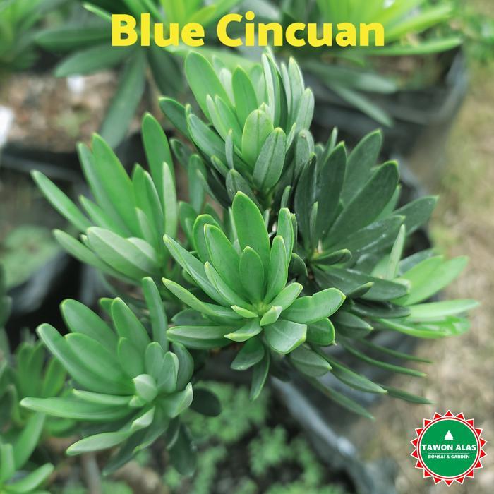 Zico Stored Bonsai Lohansung Super Mikro Air Brush, Taiwan, Blue Cincuan, Blue Ice, Pucuk Pink