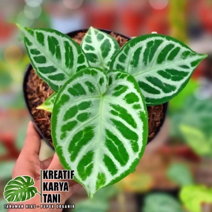 Anthurium Dorayaki Silver Blush - Dorayaki Silver Blush