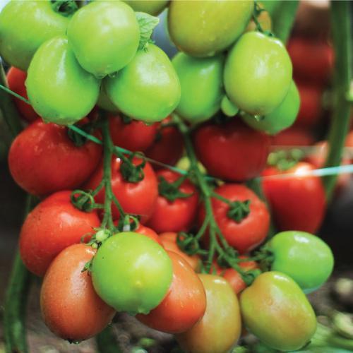 benih tomat TM Marvel F1 10 gr bibit tomat hibrida tani murni