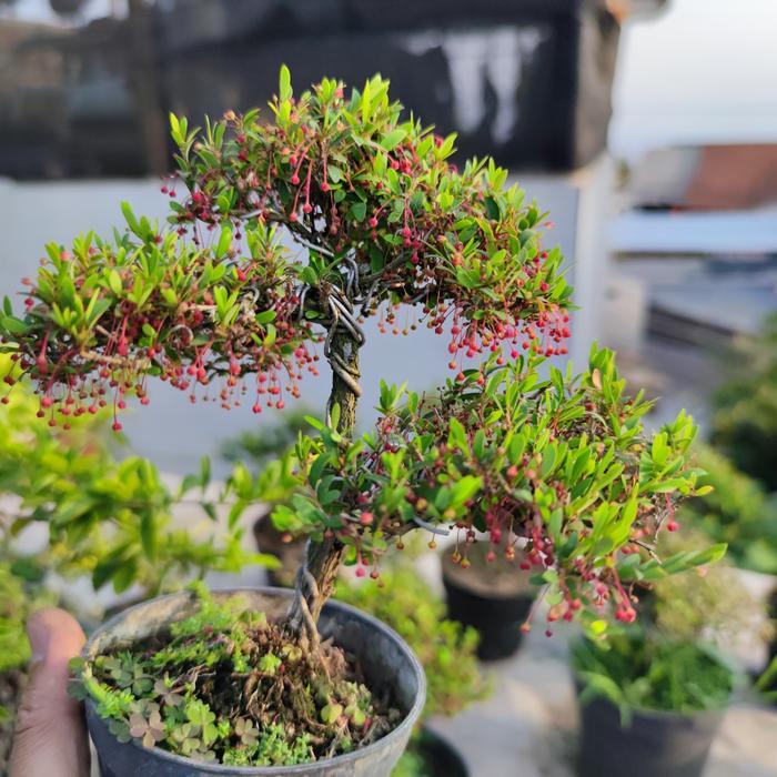 Bonsai Mame Cendrawasih Micro Formal Karakter Sudah Jadi Terlaris