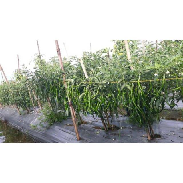 Sale Terlaris Cod] 100 Biji Cmk Lolay Cabe Kriting Lolay Alay Gegana / Bibit/Benih/Biji/Seed