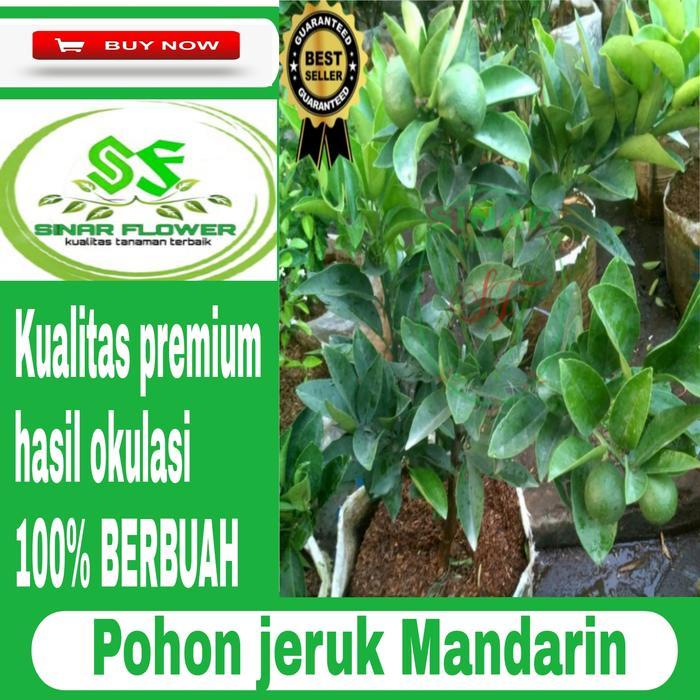 pohon jeruk mandarin berbuah/tanaman jeruk mandarin berbuah rimbun