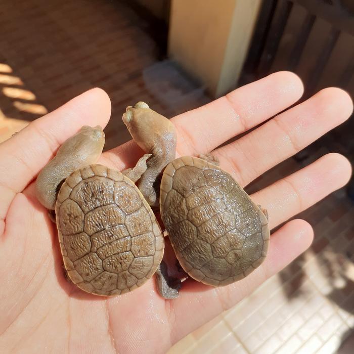 KURA KURA LEHER PANJANG SIEBENROCKY