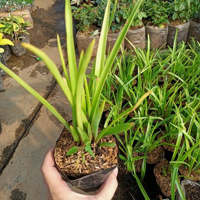 "New" Pohon sedap malam, bibit bunga sedap malam, tanaman hidup sedap malam