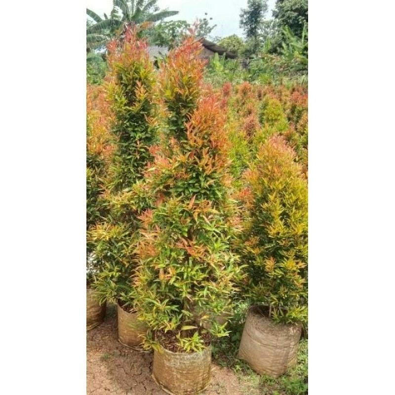 Pohon Pucuk Merah 300 cm UP - Tanaman Pagar Alami - Bibit Pucuk Merah Besar Rimbun Murah - Tanaman O