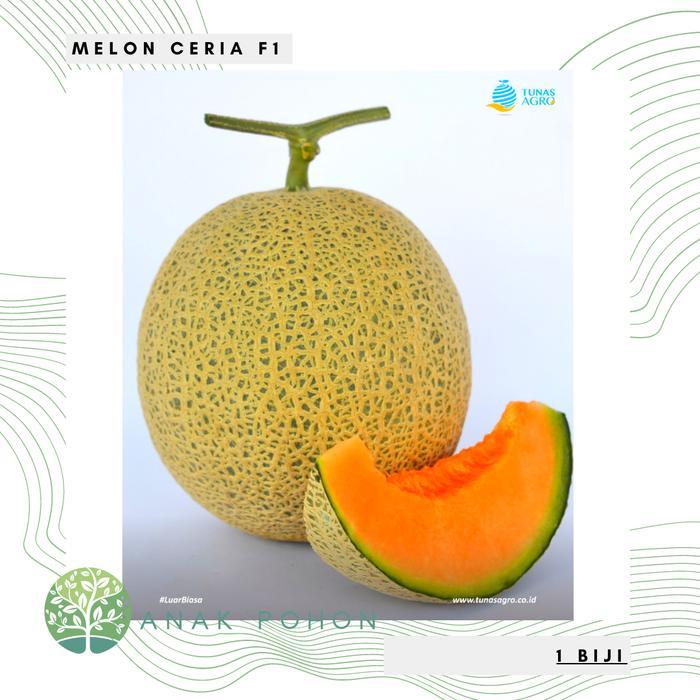 Growterra Farm MELON CERIA F1 HIBRIDA SWEET ROCK MELON SEEDS