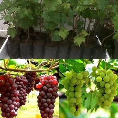 BENIH BIBIT TANAMAN BIBIT ANGGUR POHON ANGGUR TANAMAN ANGGUR BUAH Terbaik
