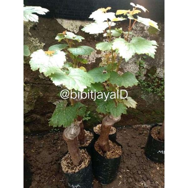 Bibit Anggur import Random - Batang Bawah Super Besar