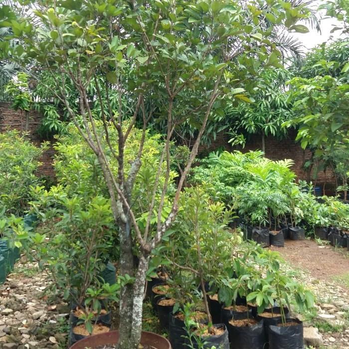 Pohon Buah Rambutan Binjai Sudah Berbuah Dan Batang Lebih Besar