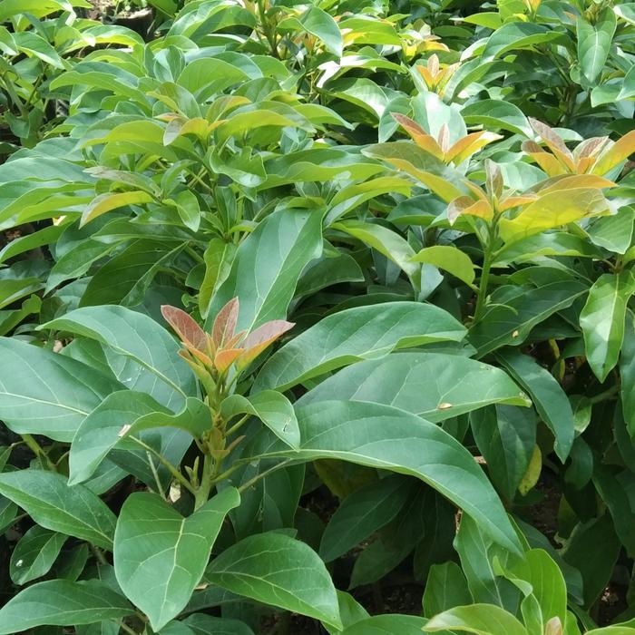 Bibit Alpukat Miki 1 Meter Up Pohon