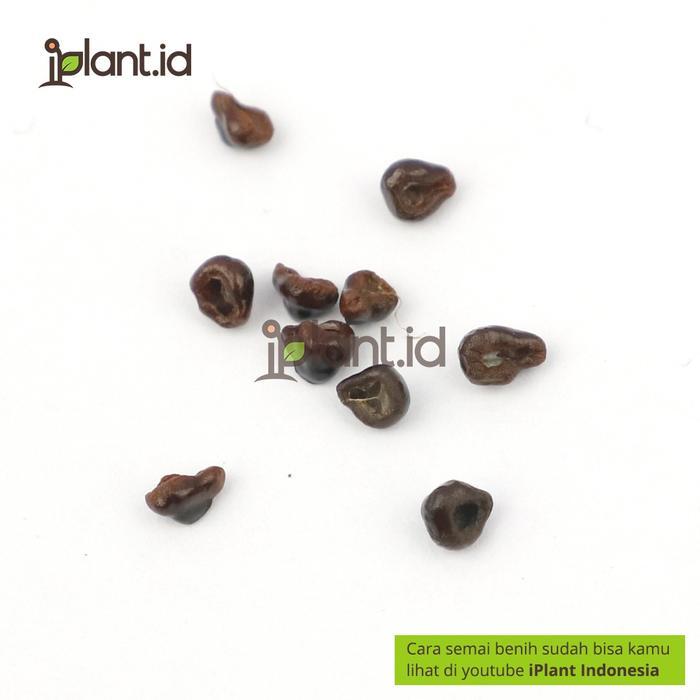 FRESH BENIH BIJI KAKTUS ASTROPHYTUM MIX