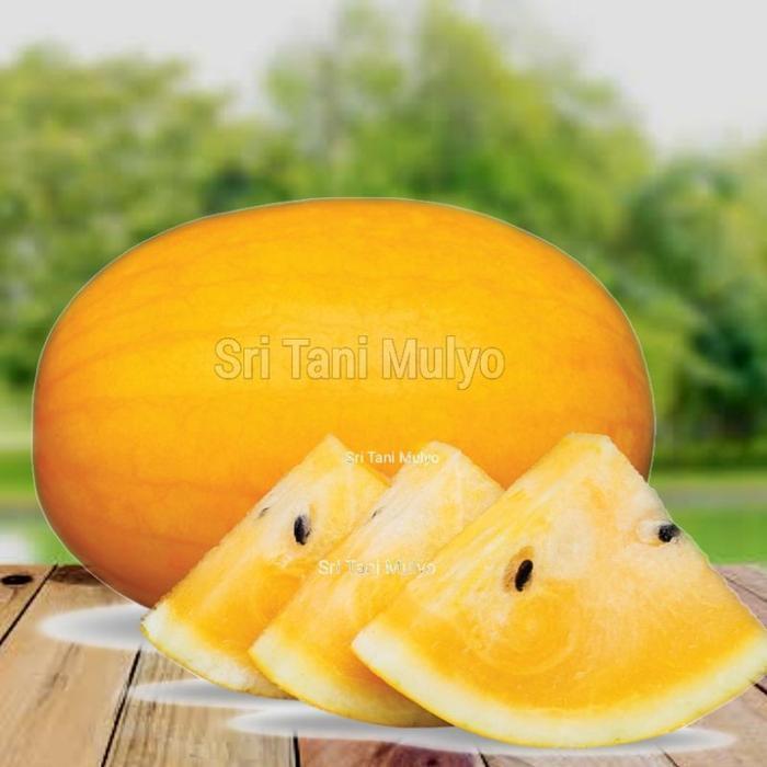 Sale Terlaris 5 Biji - Benih Semangka Kuning Unggul Inden F1 - Bibit Buah Semangka - Bibit Sayuran