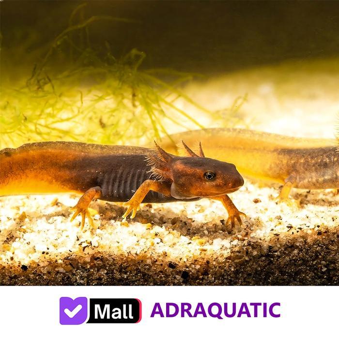 Sale Terlaris Himalayan Newt Salamander Reptil Tylototriton Verrucosus Air Tawar Walking Fish