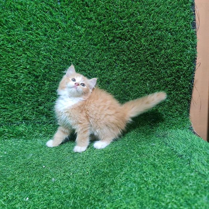 8787FGHF Jual Kitten Persia Anak Kucing Angora Flatnose - 1 Ekor Kucing dengan Pilihan Warna Jantan,