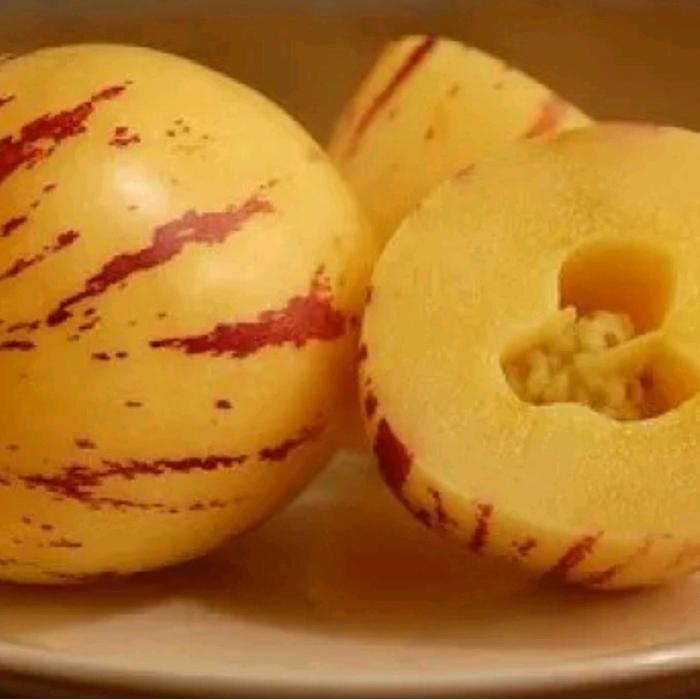 "New" 20 BUTIR BENIH MELON PEPINO KUNING MELON MINI