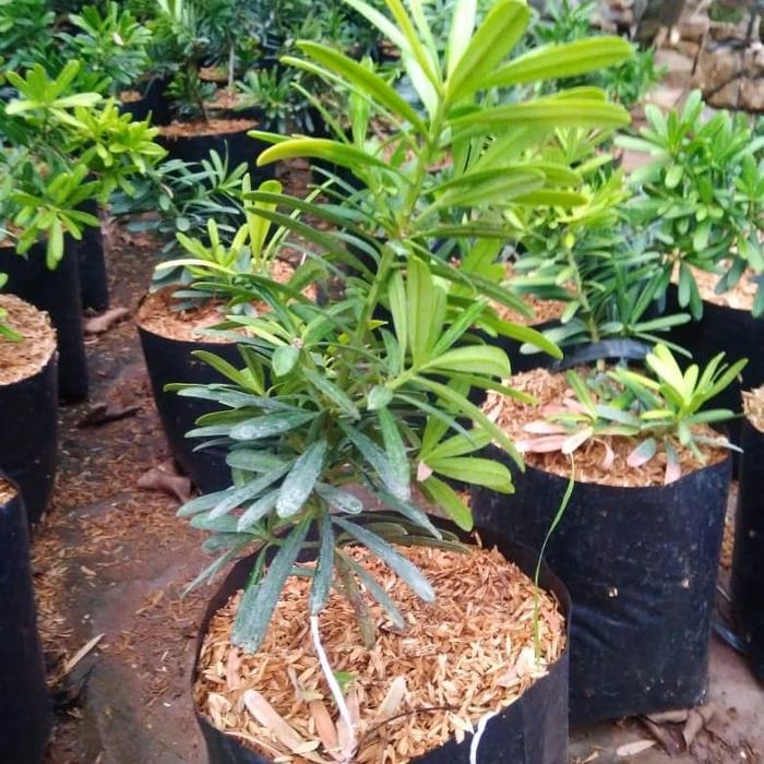 Stok Baru Promo paket hemat 3 bahan bonsai lohansung cincuan tinggi 20-30cm