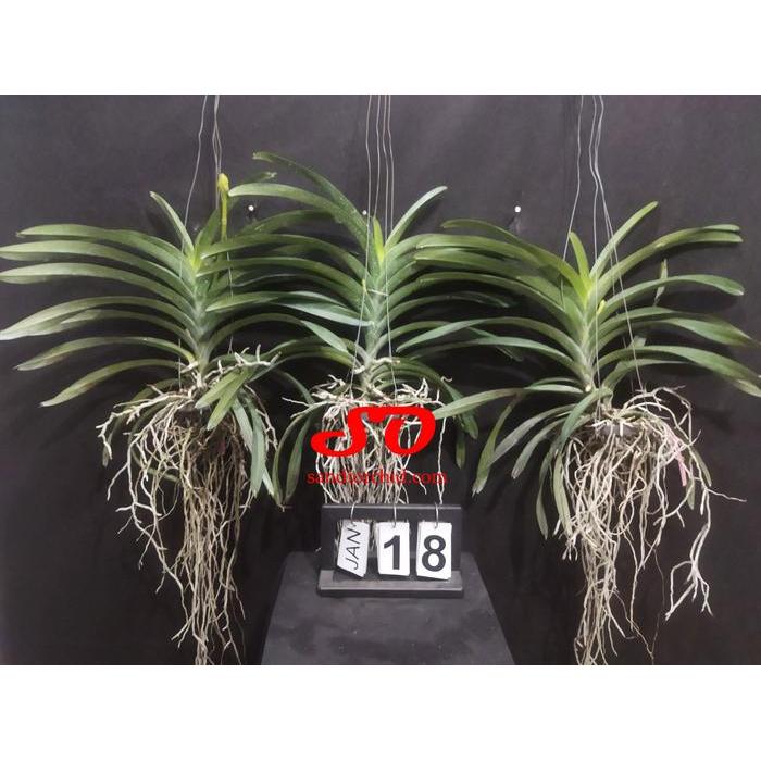 [ DEWASA ] Vanda ASEAN Butterfly [ Vanda Doctor Anek Vanda Butterfly ]