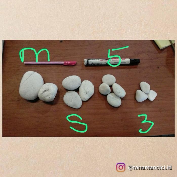 ASLI batu s taman batu taman kerikil coral READY STOCK