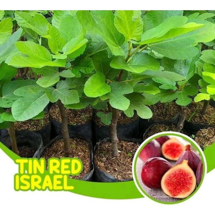 Bibit Tanaman Buah Tin Red Israel - Pohon Tin Fresh Cangkok