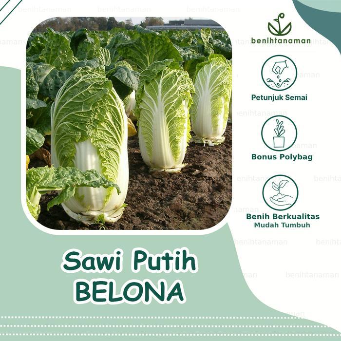 20 Biji - Benih Sawi Putih Hibrida Belona F1