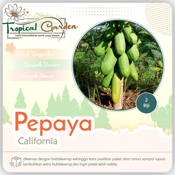 Benih Buah Pepaya California Biji Pepaya Unggul COD
