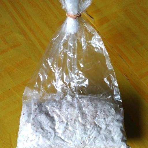 "New" Bibit Jamur Tiram F2 media jagung giling (bukan serbuk gergaji)