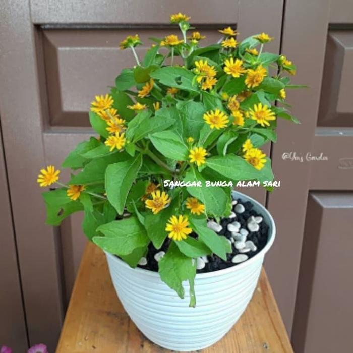 Top TANAMAN HIAS BUNGA SERIBU BINTANG + POT PUTIH TAWON
