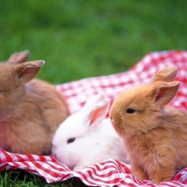 Kelinci Lokal Anakan Tbk