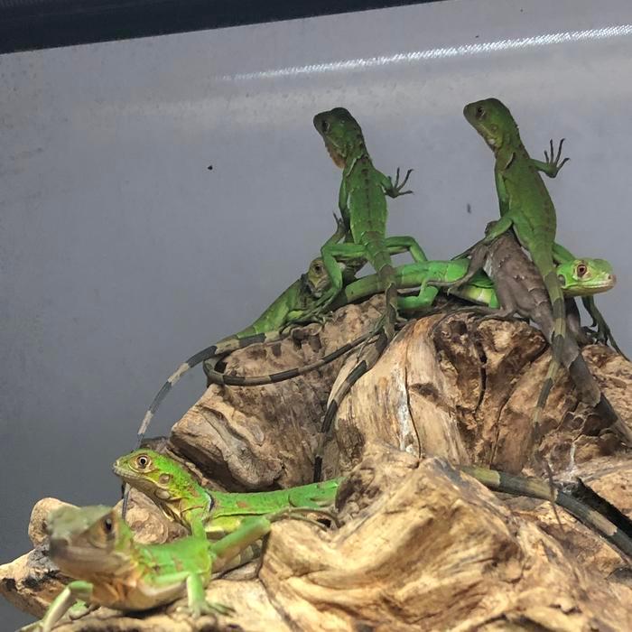 Iguana Green Red Blue Albino Snow Tbk