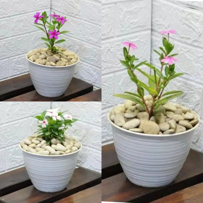 Tanaman Hias Bunga Vinca + Pot Tawon
