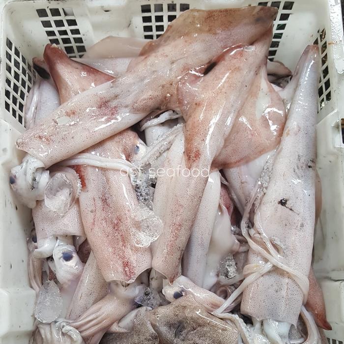 Cumi Bangka Besar 1kg