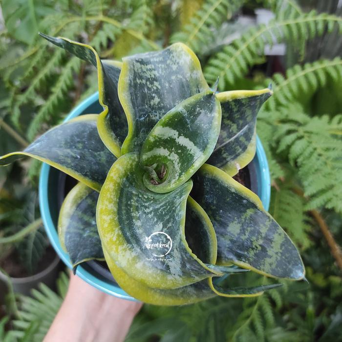 Sansevieria Twister / Sanseviera Twister / Tanaman Lidah Mertua