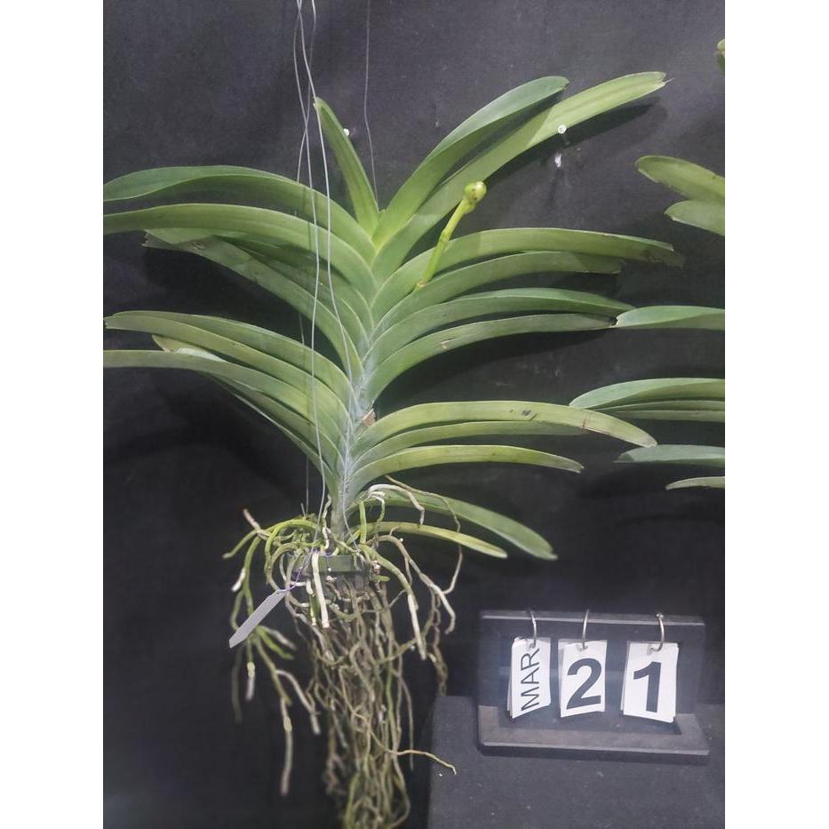 [ SPIKE ] Vanda Ratchaburi Sirirattana ( Vanda Rattana x Sirilak )