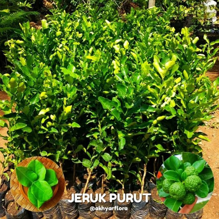 Bibit jeruk purut Tanaman jeruk purut Daun jeruk purut HOKYYY